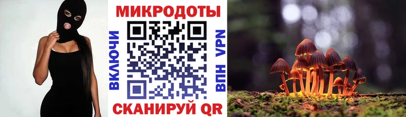 kraken ссылки  цена   Кинель  Галлюциногенные грибы Psilocybe 
